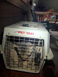 Found/Stray Unknown Cat last seen 10th St.& S Duluth ave., Sioux Falls, SD 57105