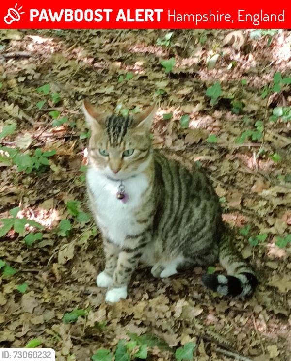 Lost Female Cat last seen King Edward Park, Baddesley Road, Hampshire, England 