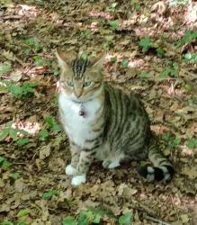 Lost Female Cat last seen King Edward Park, Baddesley Road, Hampshire, England 