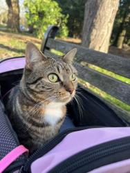Reunited Female Cat last seen All saints close n9 , Greater London, England N9 9AT