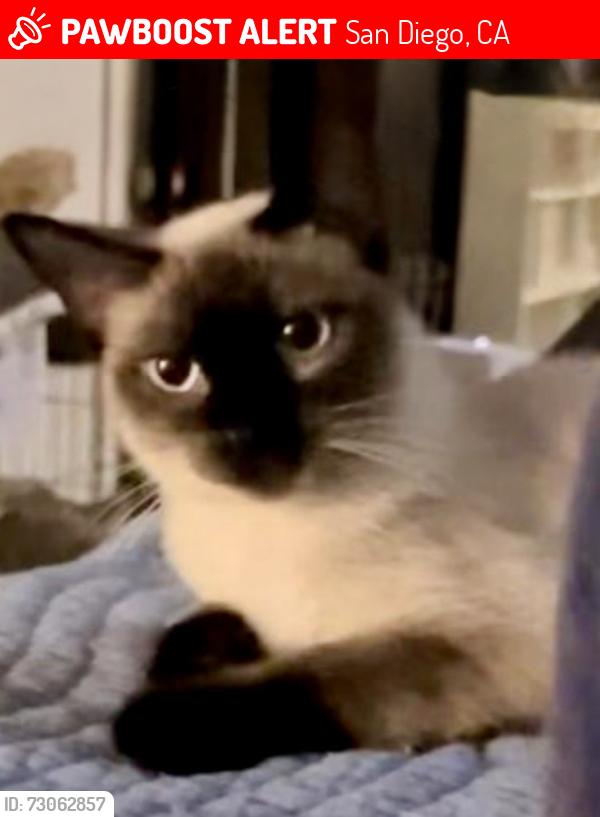 Lost Female Cat last seen Between Magenta St & S. 47th St, San Diego, CA 92113