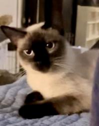 Lost Female Cat last seen Between Magenta St & S. 47th St, San Diego, CA 92113