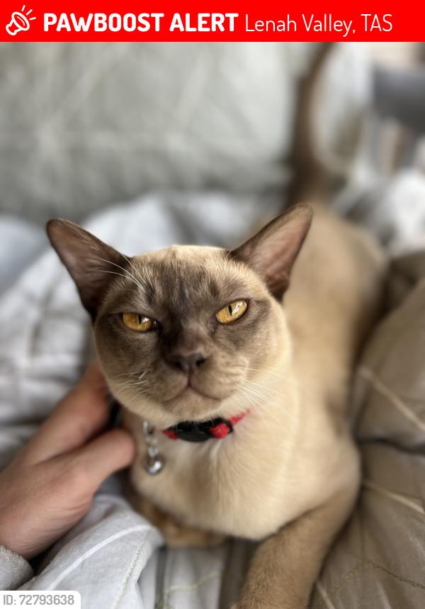 Lost Male Cat last seen Lenah valley, Lenah Valley, TAS 7008