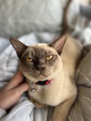 Lost Male Cat last seen Lenah valley, Lenah Valley, TAS 7008
