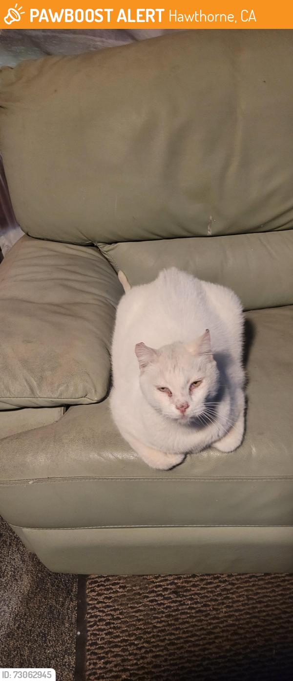 Found/Stray Unknown Cat last seen Imperial Highway, Hawthorne, CA 90250