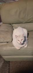 Found/Stray Unknown Cat last seen Imperial Highway, Hawthorne, CA 90250