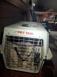 Found/Stray Unknown Cat last seen 10th St& s Duluth Ave Sioux falls sd, Sioux Falls, SD 57104