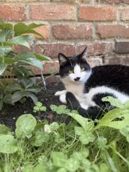 Lost Female Cat last seen Oxford Road, Berkshire, England RG30