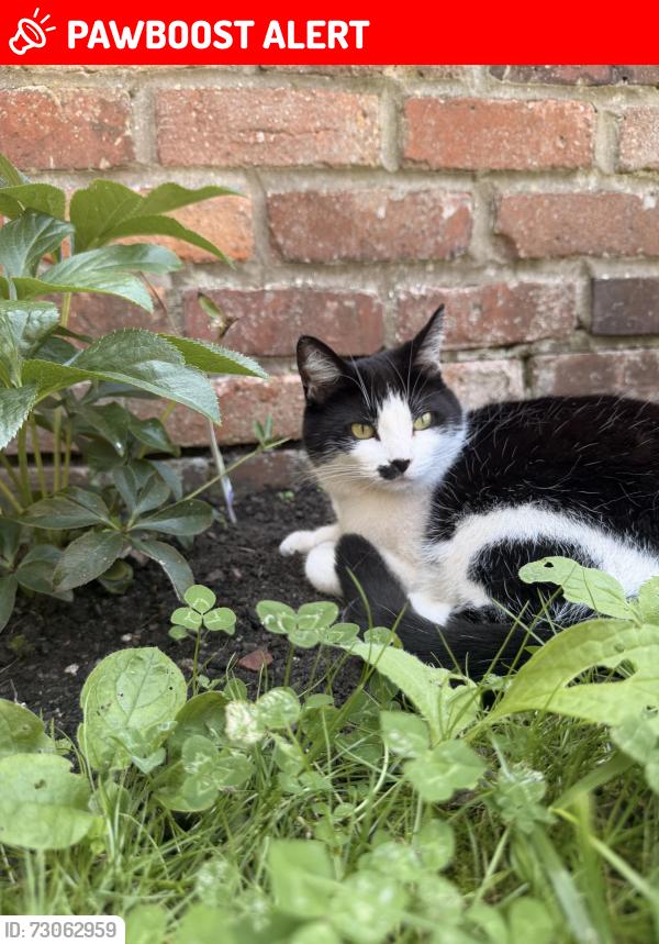 Lost Female Cat last seen Oxford Road, Berkshire, England RG30