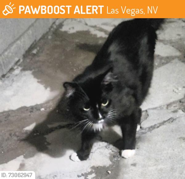 Found/Stray Unknown Cat last seen Between Jones and torrey pines on rassler avenue, Las Vegas, NV 89107