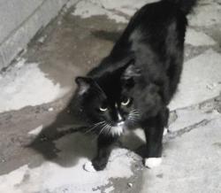 Found/Stray Unknown Cat last seen Between Jones and torrey pines on rassler avenue, Las Vegas, NV 89107