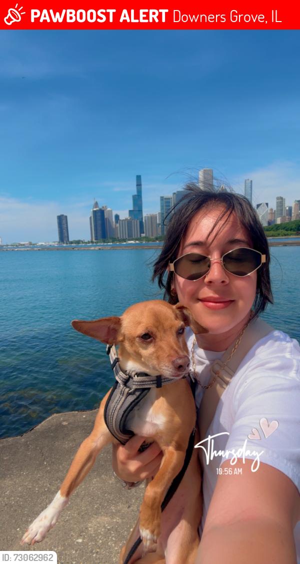 Lost Male Dog last seen 75th and fairview, Downers Grove, IL 60516