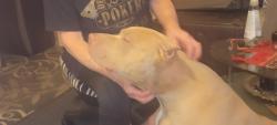 Reunited Female Dog last seen Miller, Oklahoma City, OK 73119
