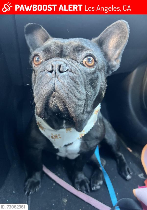 Lost Female Dog last seen Near Sharp Ave, Los Angeles, CA 91331
