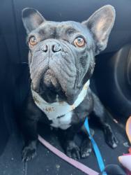 Lost Female Dog last seen Near Sharp Ave, Los Angeles, CA 91331