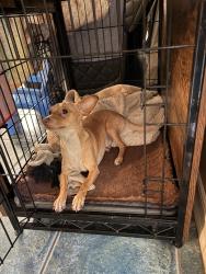 Lost Male Dog last seen W Dyer Rd, W Alton Ave, and S Main St, Santa Ana, CA 92707
