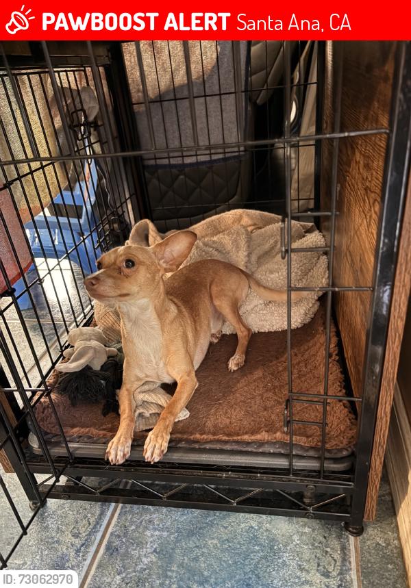 Lost Male Dog last seen W Dyer Rd, W Alton Ave, and S Main St, Santa Ana, CA 92707
