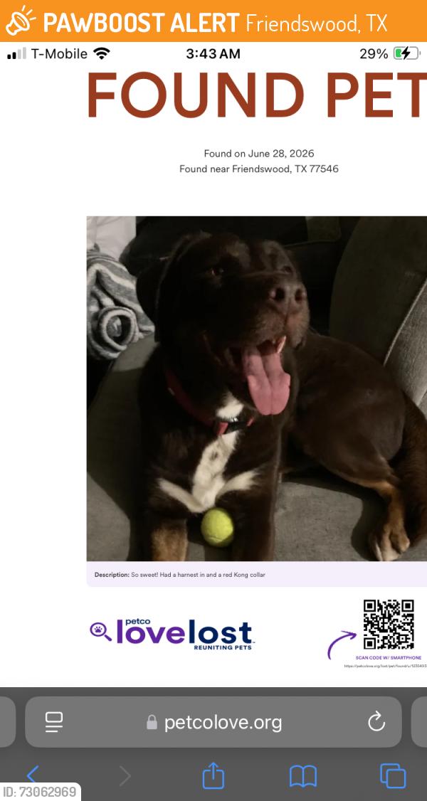 Found/Stray Male Dog last seen Bay Area mall, Friendswood, TX 77546