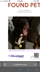 Found/Stray Male Dog last seen Bay Area mall, Friendswood, TX 77546