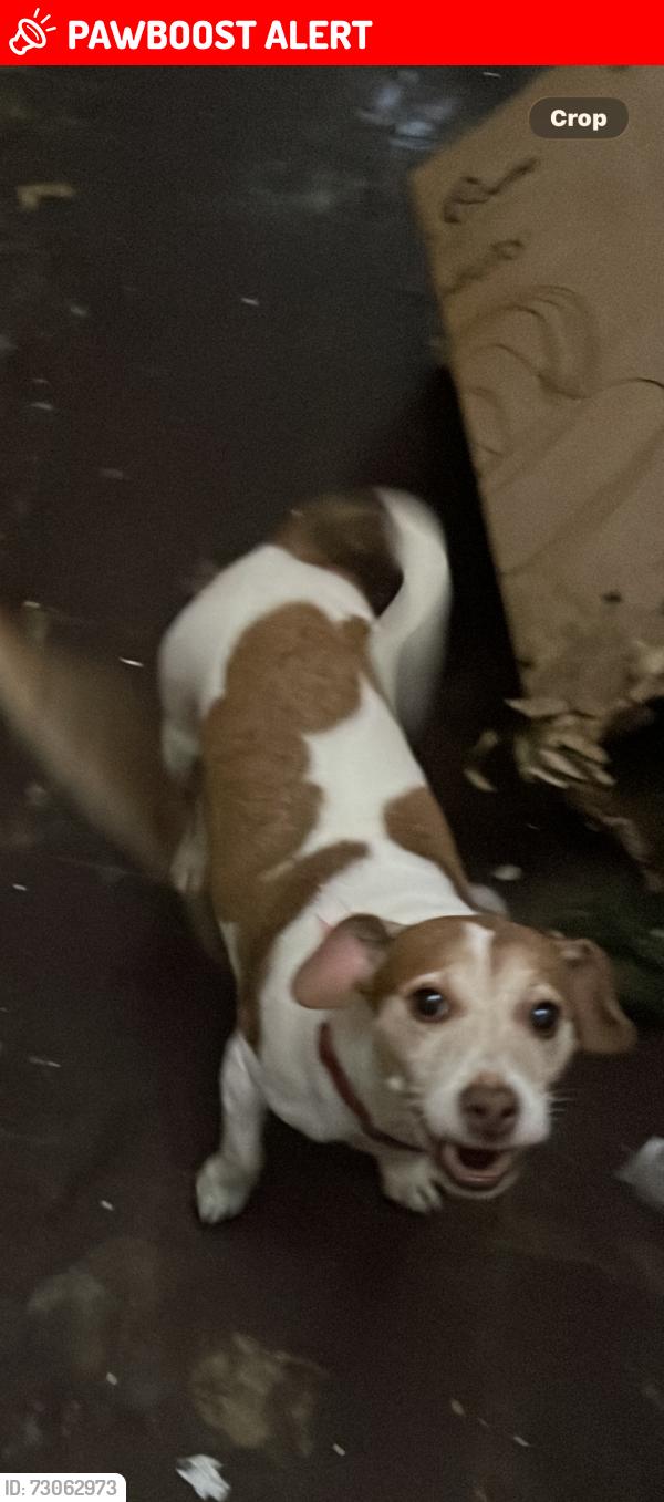 Lost Female Dog last seen Darnel close, Beanhill, England MK6