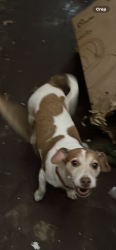 Lost Female Dog last seen Darnel close, Beanhill, England MK6