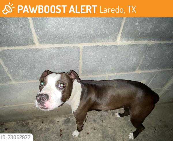 Found/Stray Female Dog last seen In the parking lot, Laredo, TX 78046