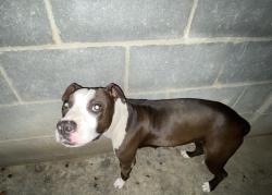 Found/Stray Female Dog last seen In the parking lot, Laredo, TX 78046