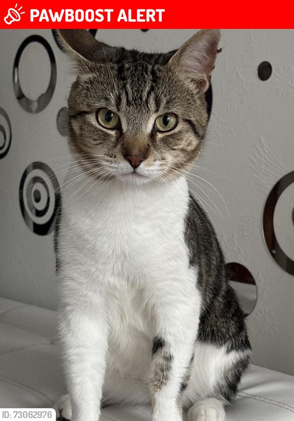 Lost Male Cat last seen Dudley leisure centre, West Midlands, England DY1 2AS