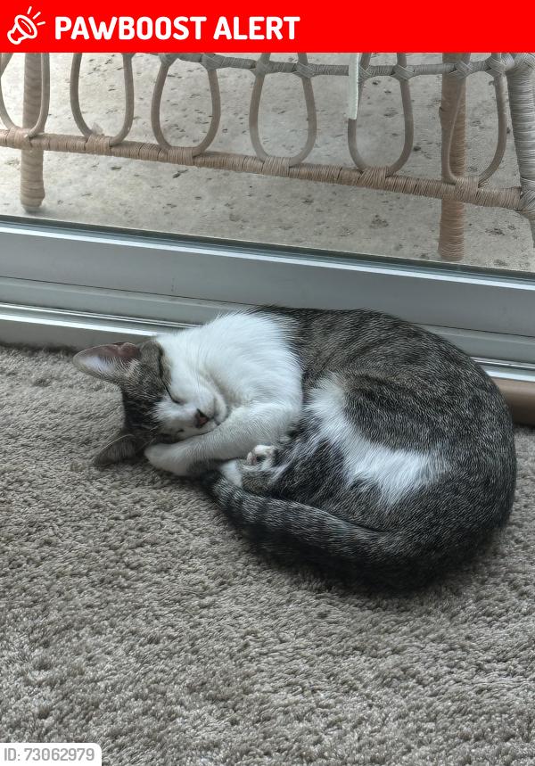 Lost Female Cat last seen glen oaks and mesa rd, Riverside County, CA 92592