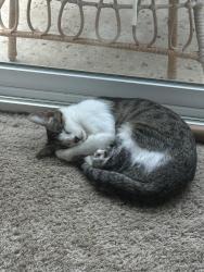 Lost Female Cat last seen glen oaks and mesa rd, Riverside County, CA 92592