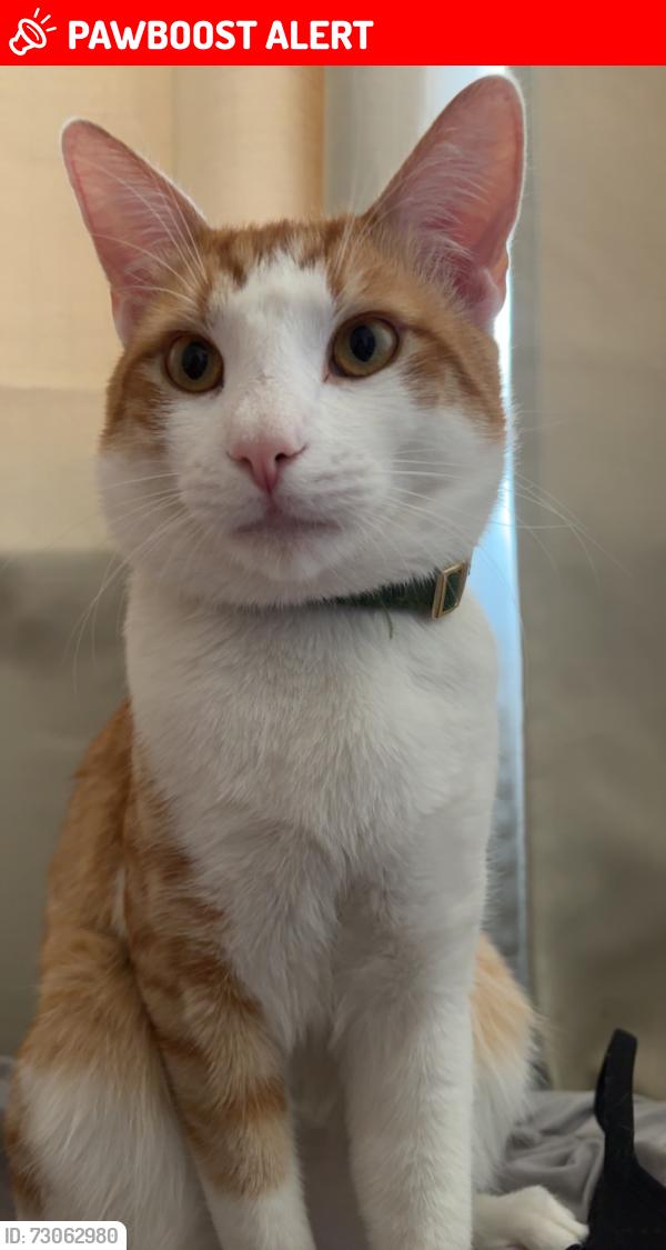 Lost Male Cat last seen San Juan Capistrano, San Juan Capistrano, CA 92675