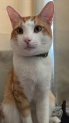 Lost Male Cat last seen San Juan Capistrano, San Juan Capistrano, CA 92675