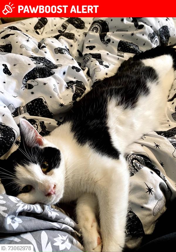 Lost Male Cat last seen Llanbedr Hall, Rhuthun, Llanbedr Hall, Wales LL15 1YD