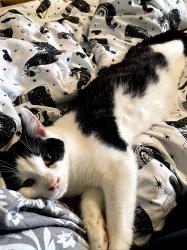 Lost Male Cat last seen Llanbedr Hall, Rhuthun, Llanbedr Hall, Wales LL15 1YD