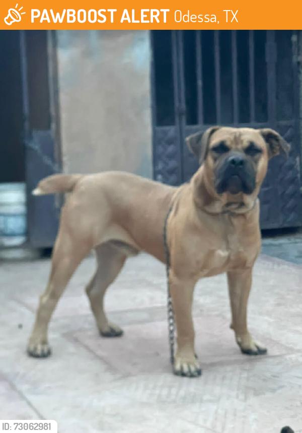 Found/Stray Male Dog last seen Folder ave, Odessa, TX 79761