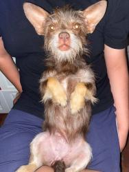 Lost Female Dog last seen Near 14 st west, Bradenton, FL 34207