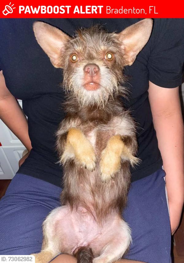 Lost Female Dog last seen Near 14 st west, Bradenton, FL 34207