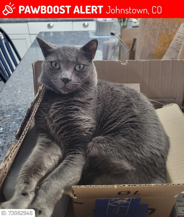 Lost Female Cat last seen Near Torrey Pines Ln Johnstown 80534, Johnstown, CO 80534