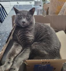Lost Female Cat last seen Near Torrey Pines Ln Johnstown 80534, Johnstown, CO 80534