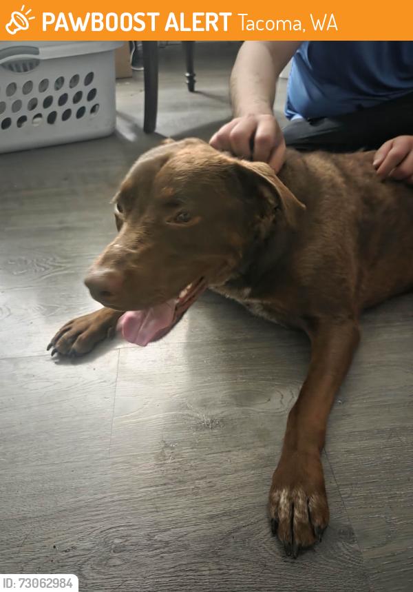 Found/Stray Male Dog last seen Yakima Ave & 115th St, Tacoma, WA 98447