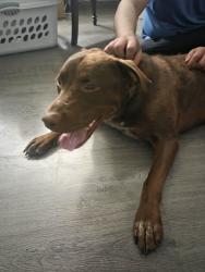 Found/Stray Male Dog last seen Yakima Ave & 115th St, Tacoma, WA 98447