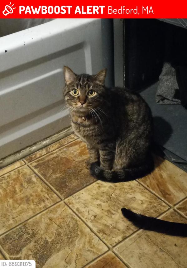 Lost Male Cat last seen Near Great Road, Bedford, MA 01730