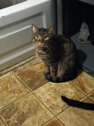Lost Male Cat last seen Near Great Road, Bedford, MA 01730