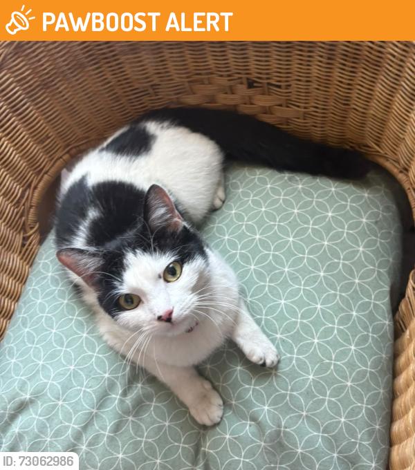 Found/Stray Unknown Cat last seen Southey Road N15 5Ll, Greater London, England N15