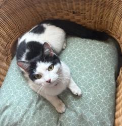 Found/Stray Unknown Cat last seen Southey Road N15 5Ll, Greater London, England N15
