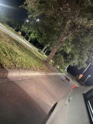 Found/Stray Unknown Dog last seen Near Lakewood Ranch Blvd Bradenton, FL  34211 United States, Bradenton, FL 34211