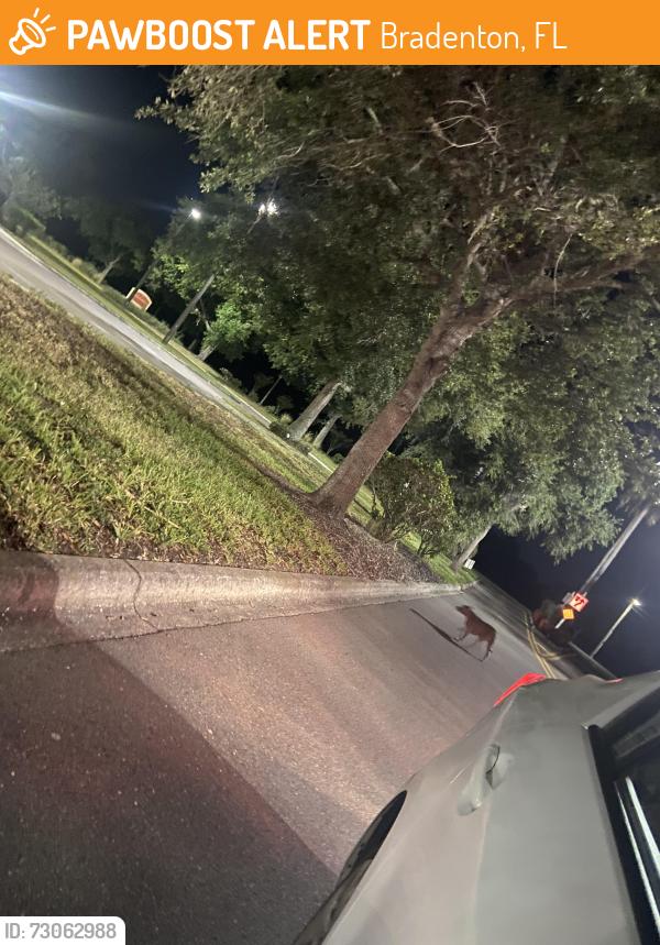 Found/Stray Unknown Dog last seen Near Lakewood Ranch Blvd Bradenton, FL  34211 United States, Bradenton, FL 34211