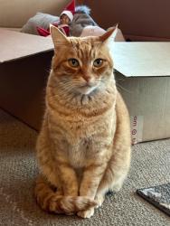 Lost Male Cat last seen Branham Lane & Almaden Expressway, San Jose, CA 95118