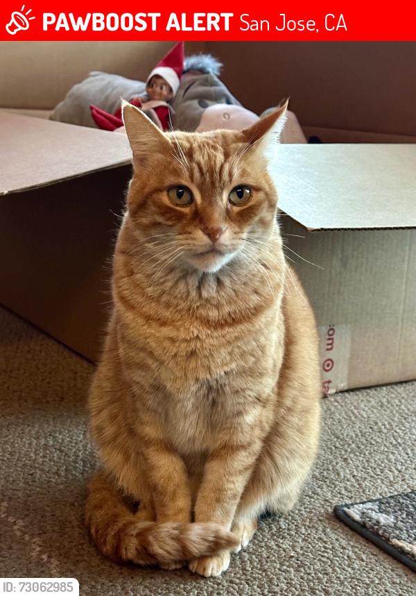 Lost Male Cat last seen Branham Lane & Almaden Expressway, San Jose, CA 95118