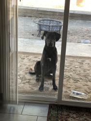Lost Female Dog last seen Reeder Cir & E Hacienda Ave, Las Vegas, NV 89119